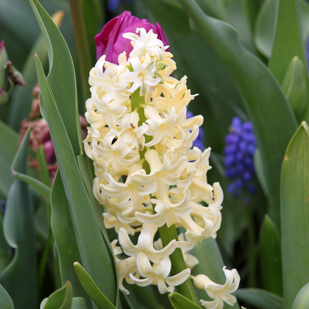 Hyacinthus City of Haarlem - Garden Hyacinth