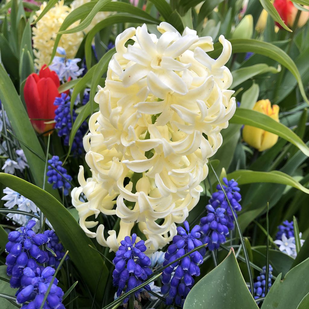 Hyacinthus City of Haarlem - Garden Hyacinth