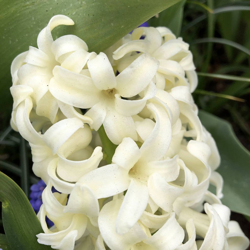 Hyacinthus City of Haarlem - Garden Hyacinth