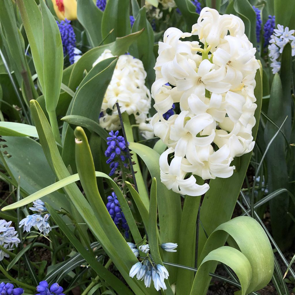 Hyacinthus City of Haarlem - Garden Hyacinth