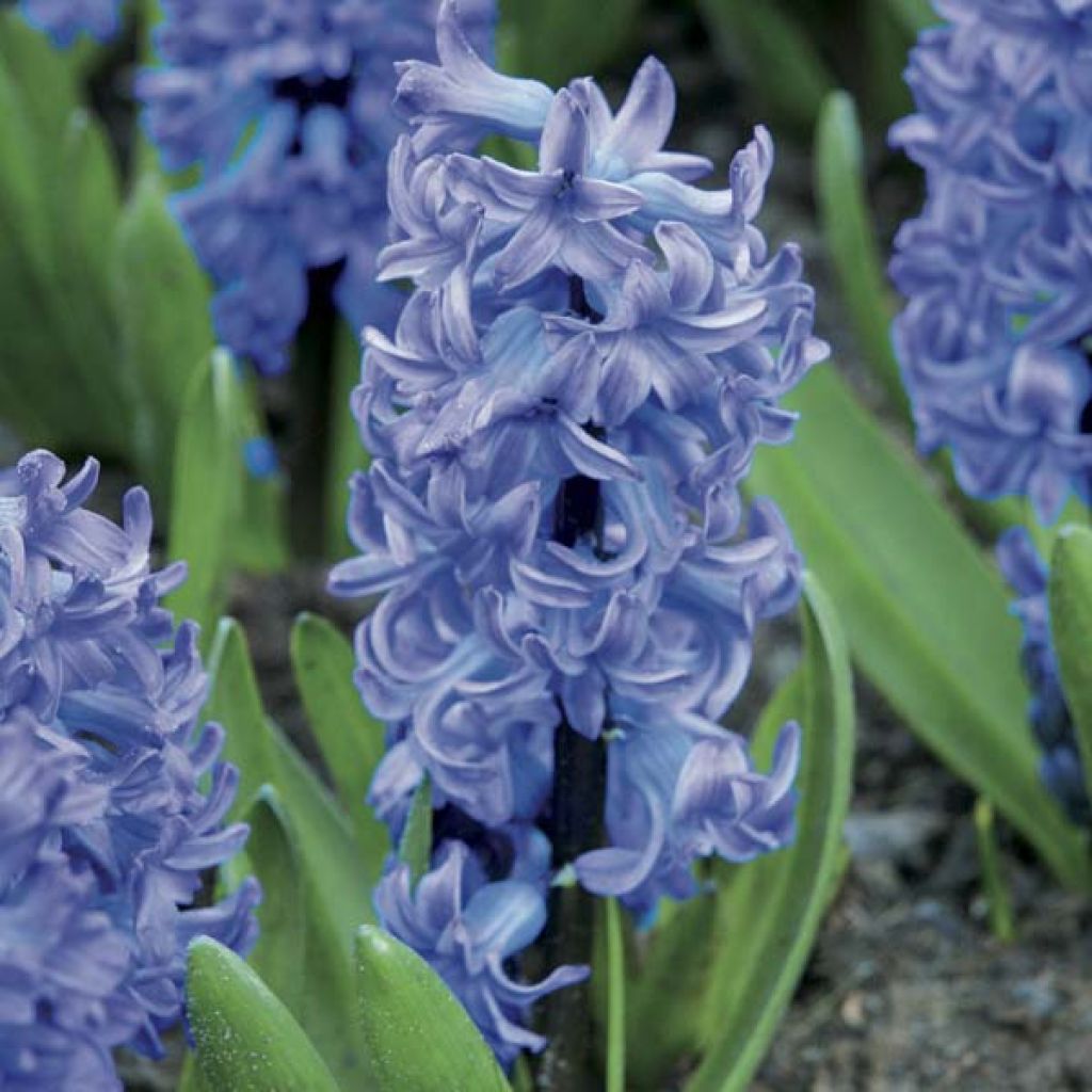 Hyacinthus x orientalis Delft Blue