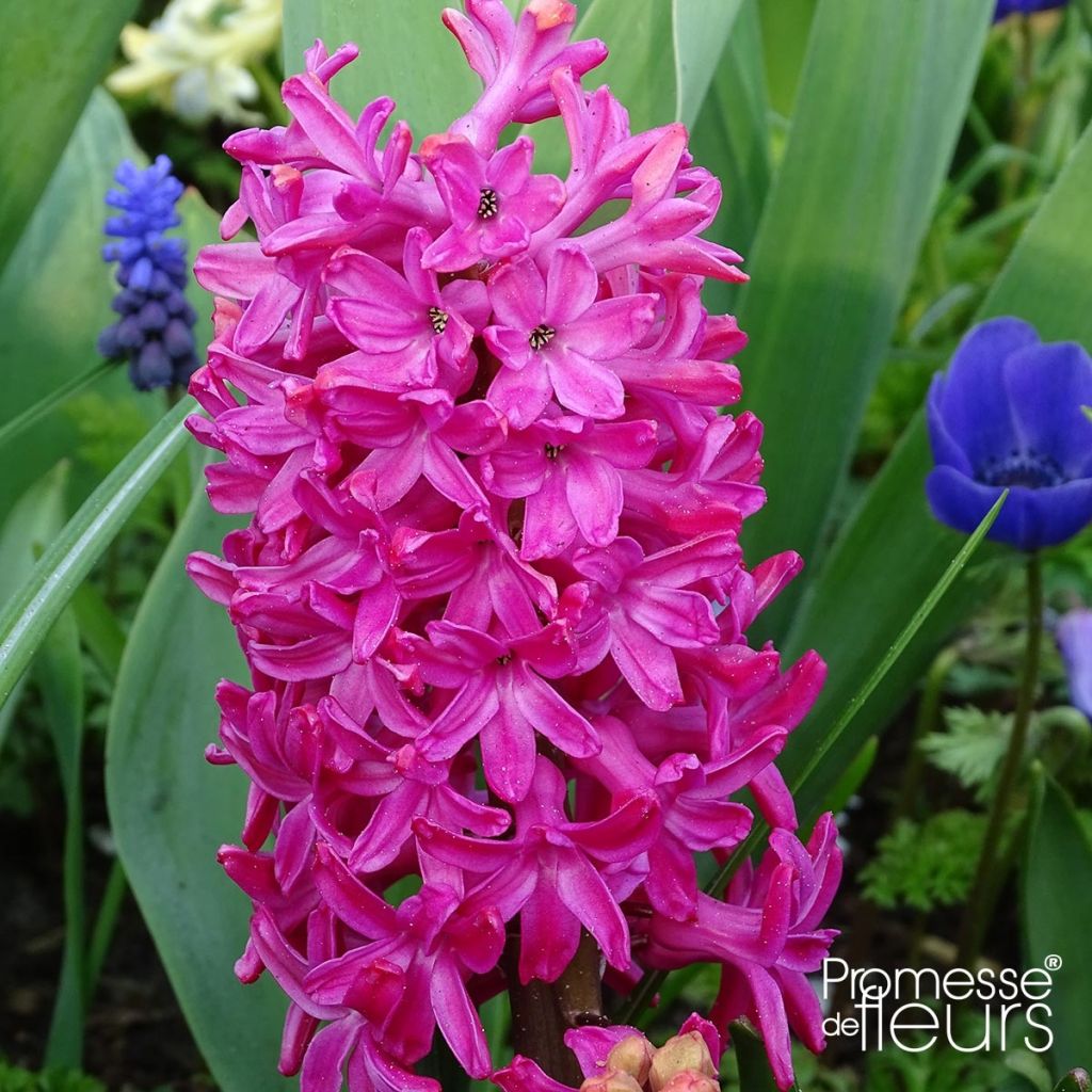 Hyacinthus x orientalis Jan Bos