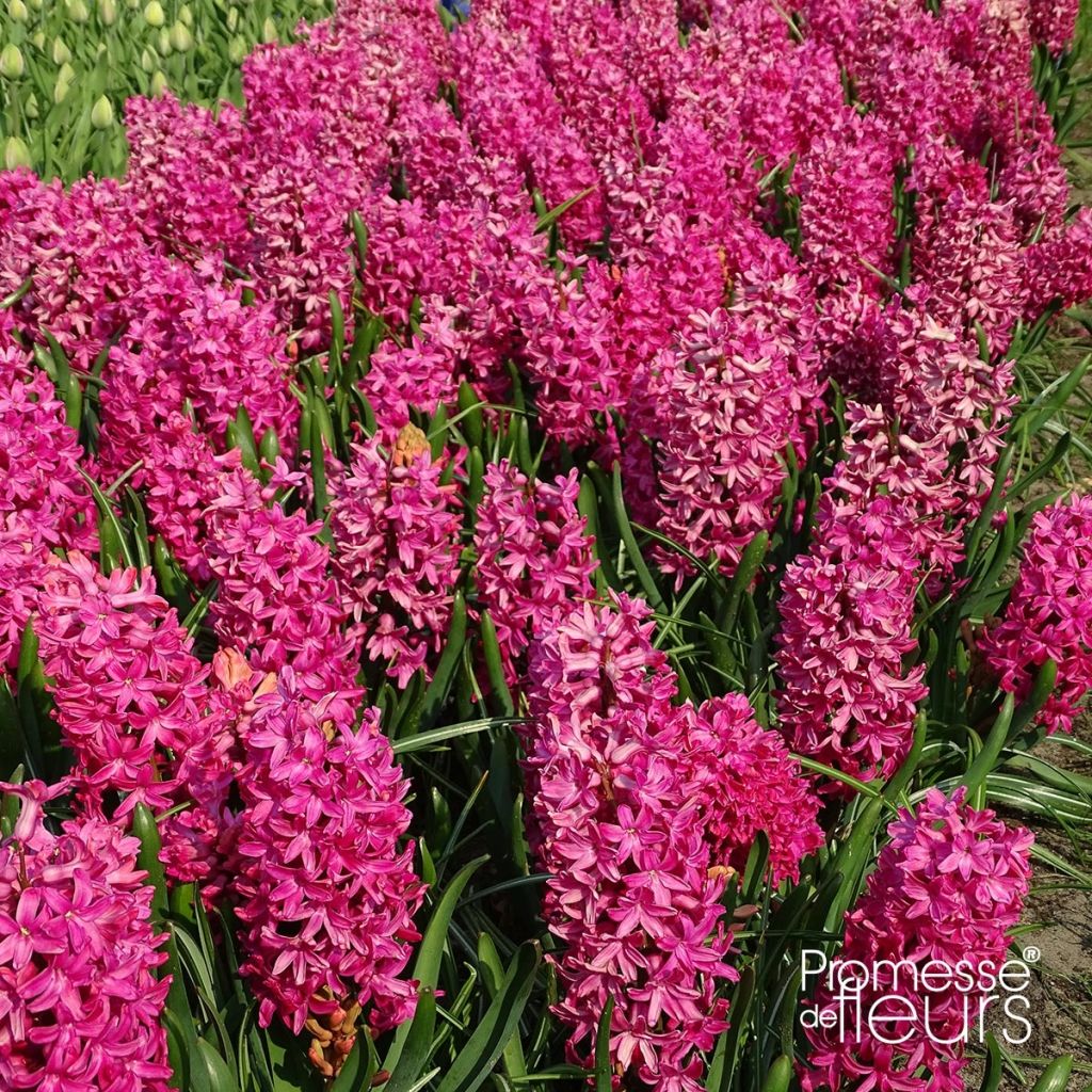 Hyacinthus x orientalis Jan Bos