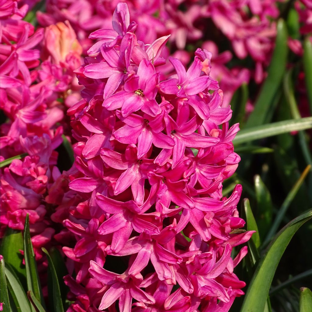 Hyacinthus x orientalis Jan Bos