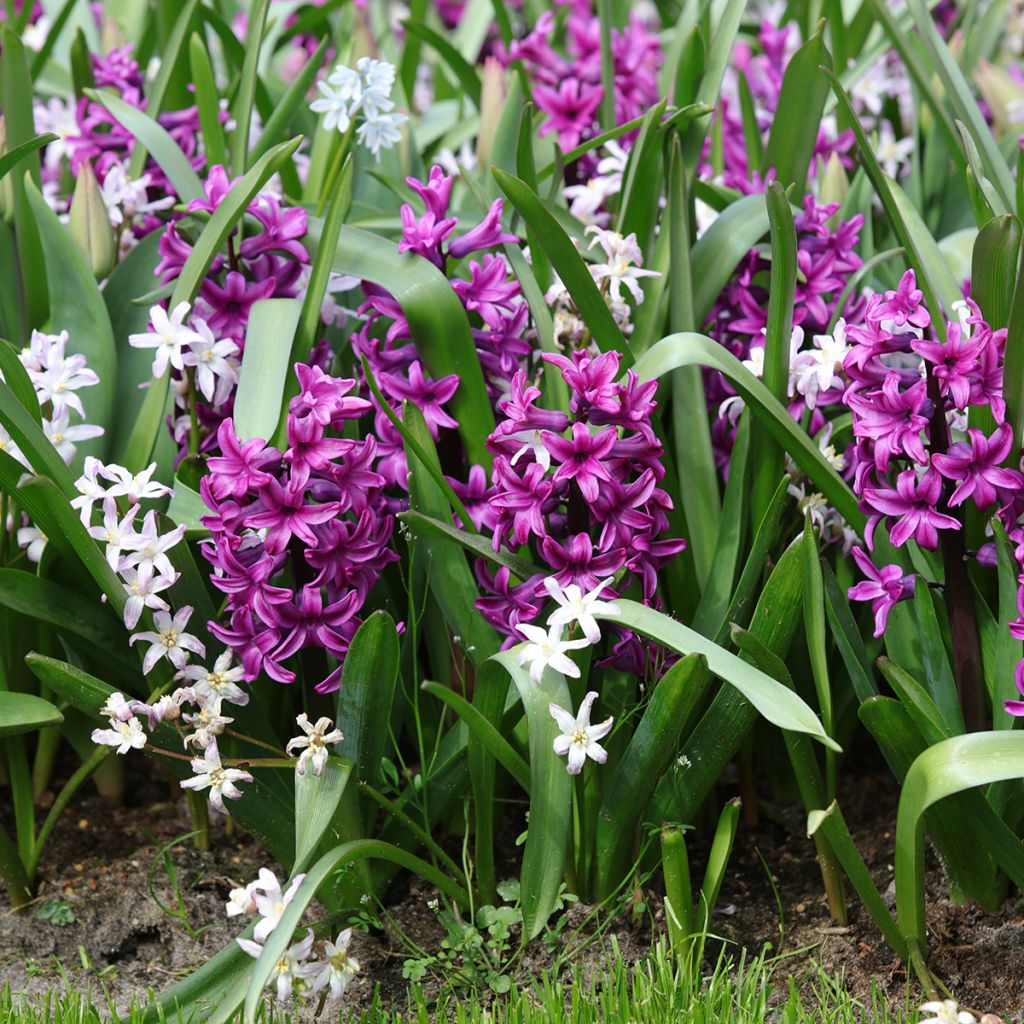 Hyacinthus Miss Saigon - Garden Hyacinth