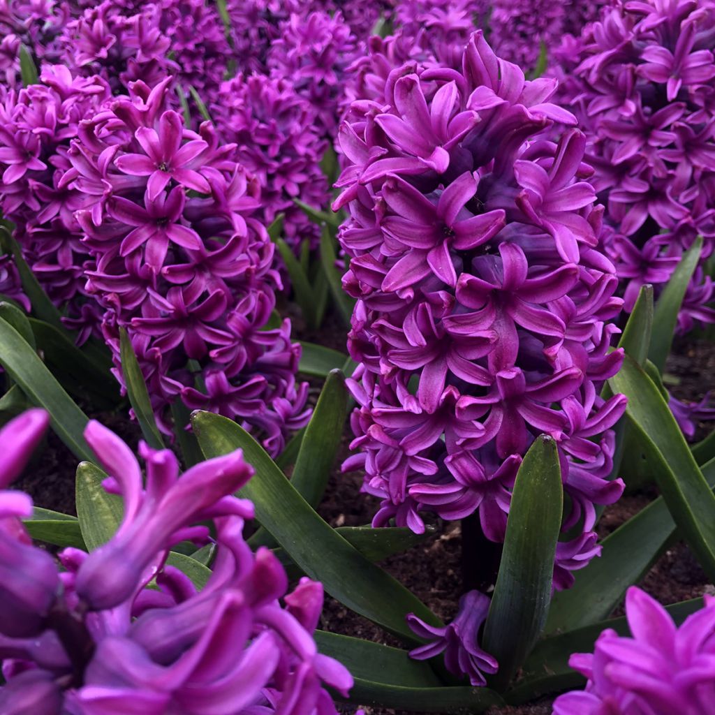 Hyacinthus Miss Saigon - Garden Hyacinth