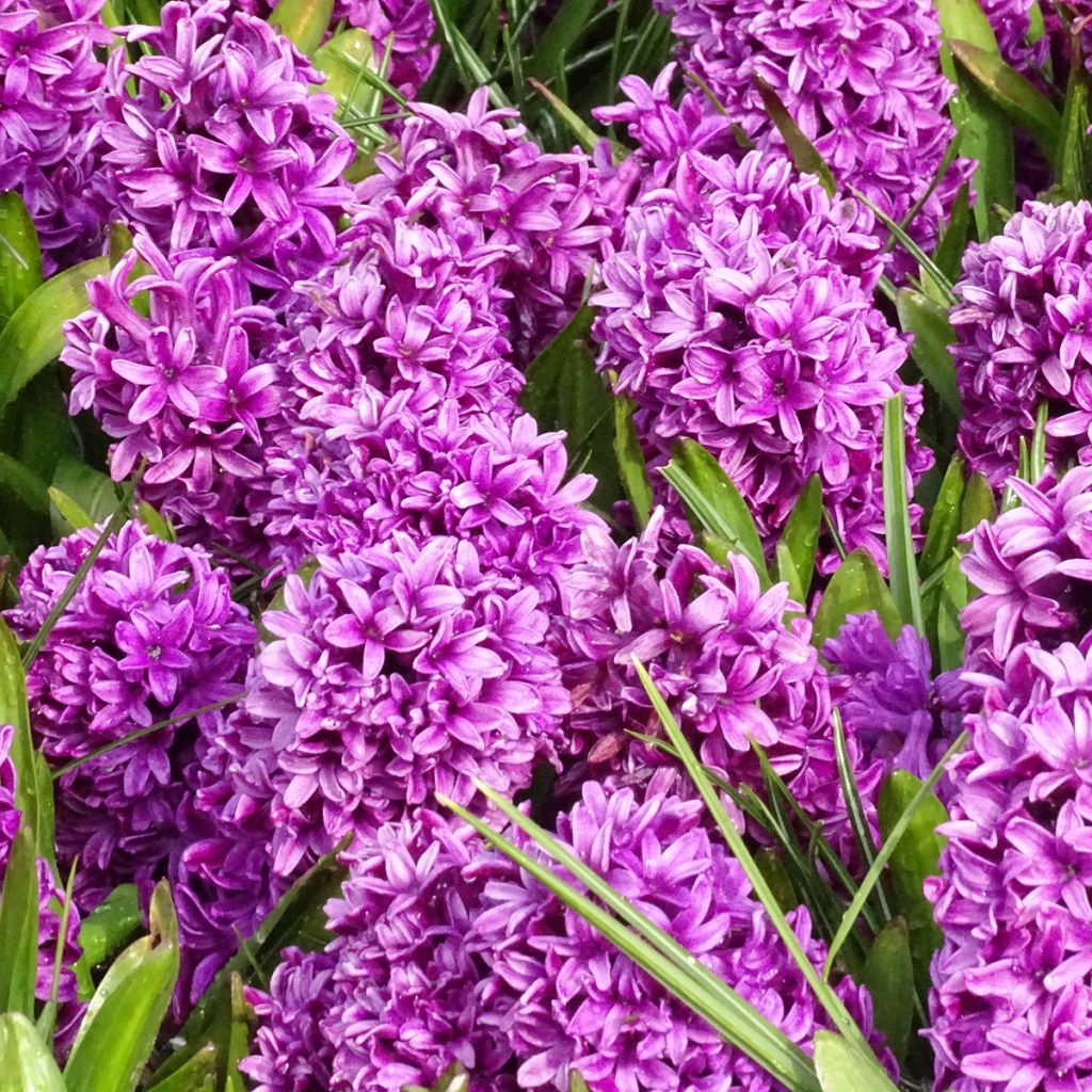 Hyacinthus Miss Saigon - Garden Hyacinth