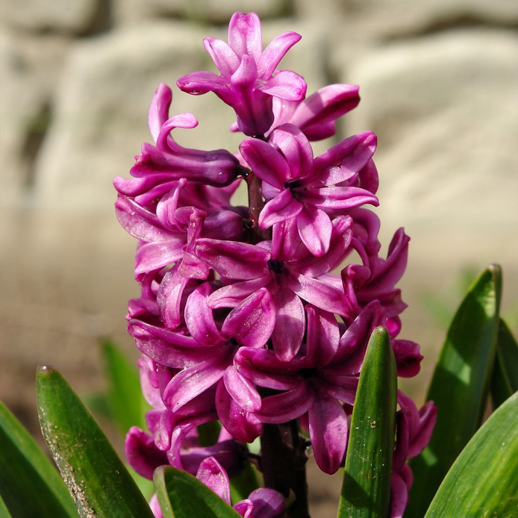 Hyacinthus Miss Saigon - Garden Hyacinth