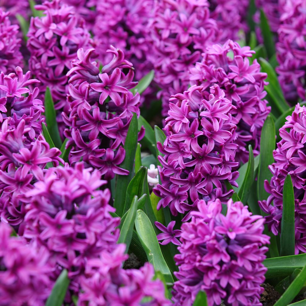 Hyacinthus Miss Saigon - Garden Hyacinth