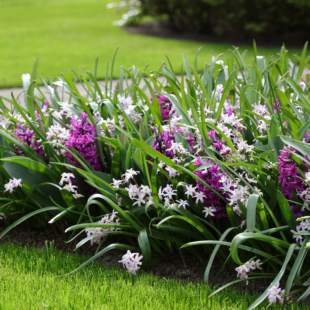 Hyacinthus Miss Saigon - Garden Hyacinth