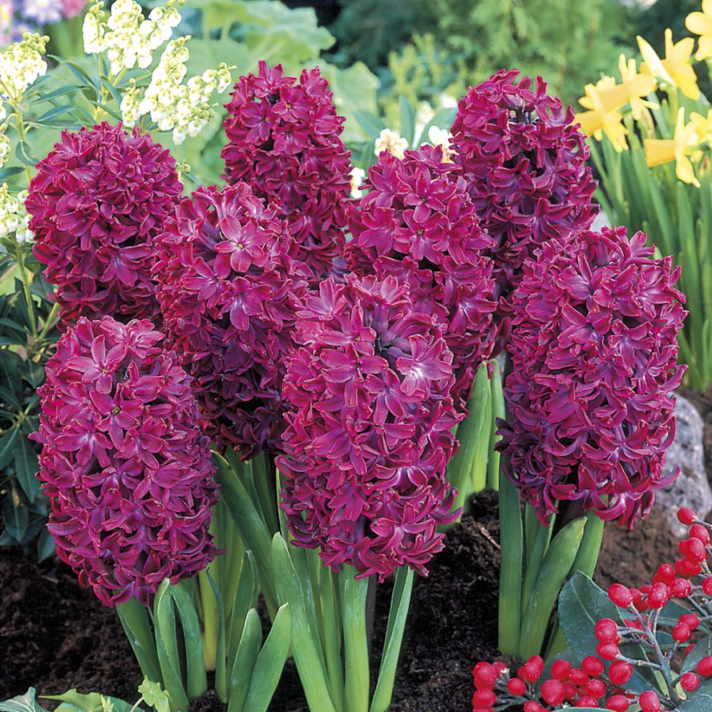 Hyacinthus Woodstock - Garden Hyacinth