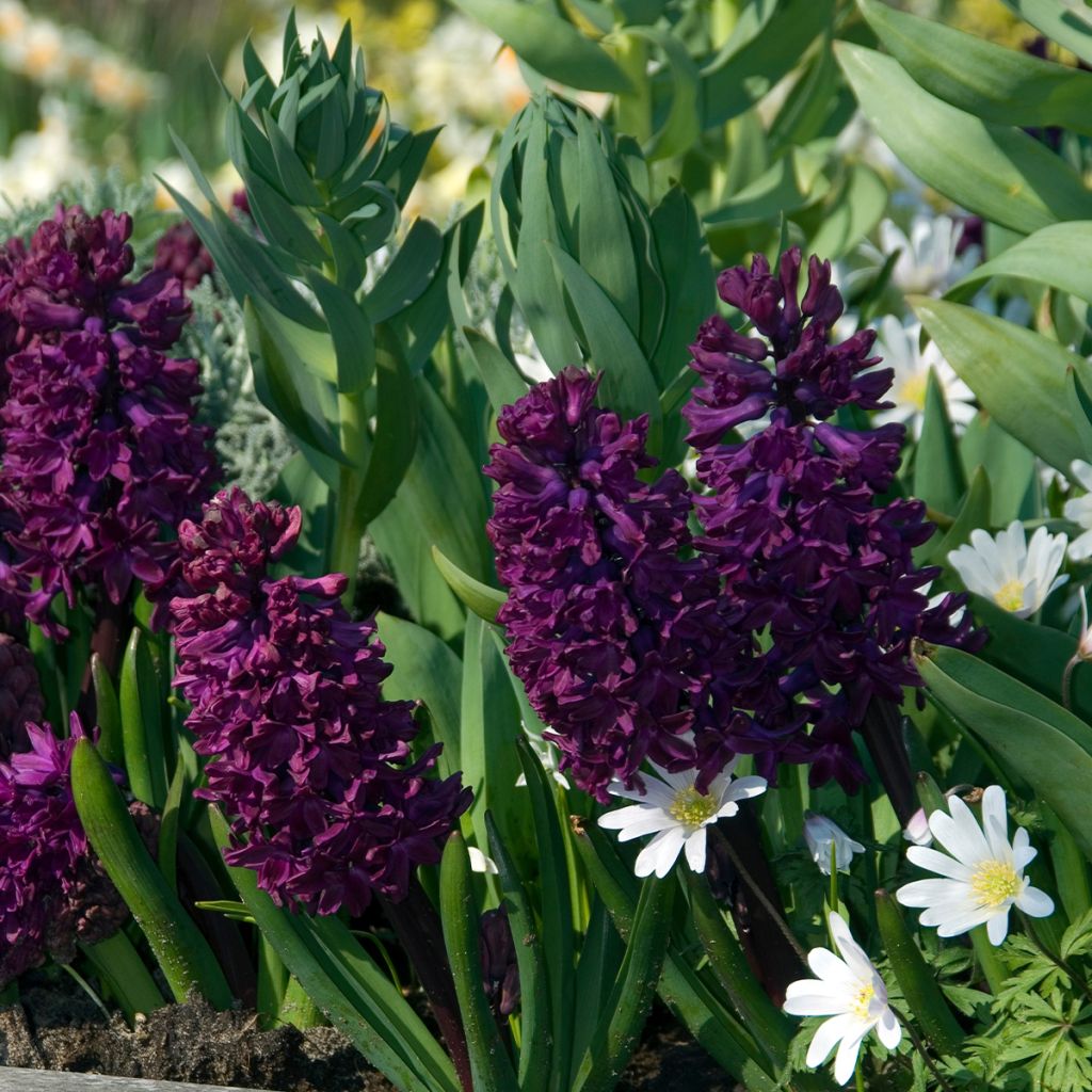 Hyacinthus Woodstock - Garden Hyacinth