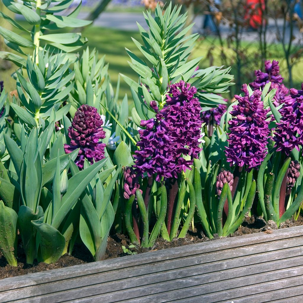 Hyacinthus Woodstock - Garden Hyacinth