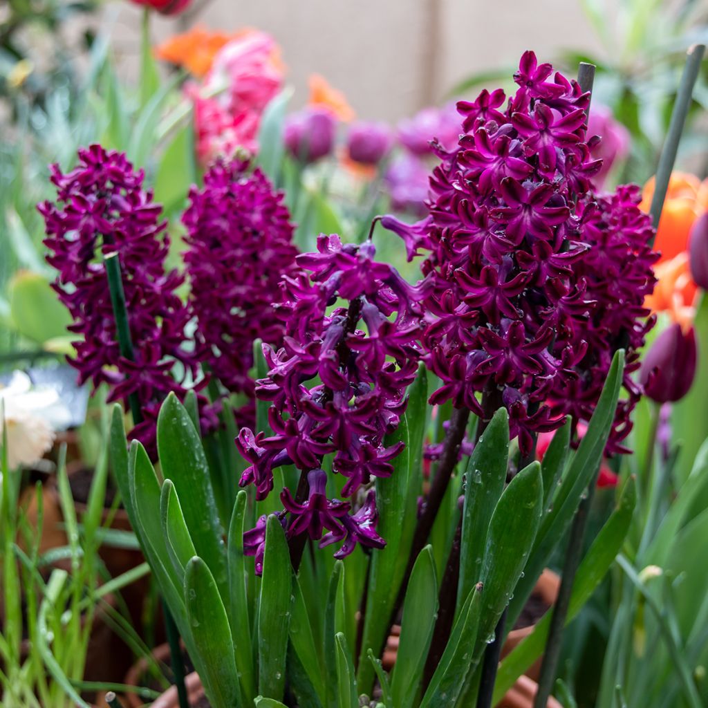 Hyacinthus Woodstock - Garden Hyacinth