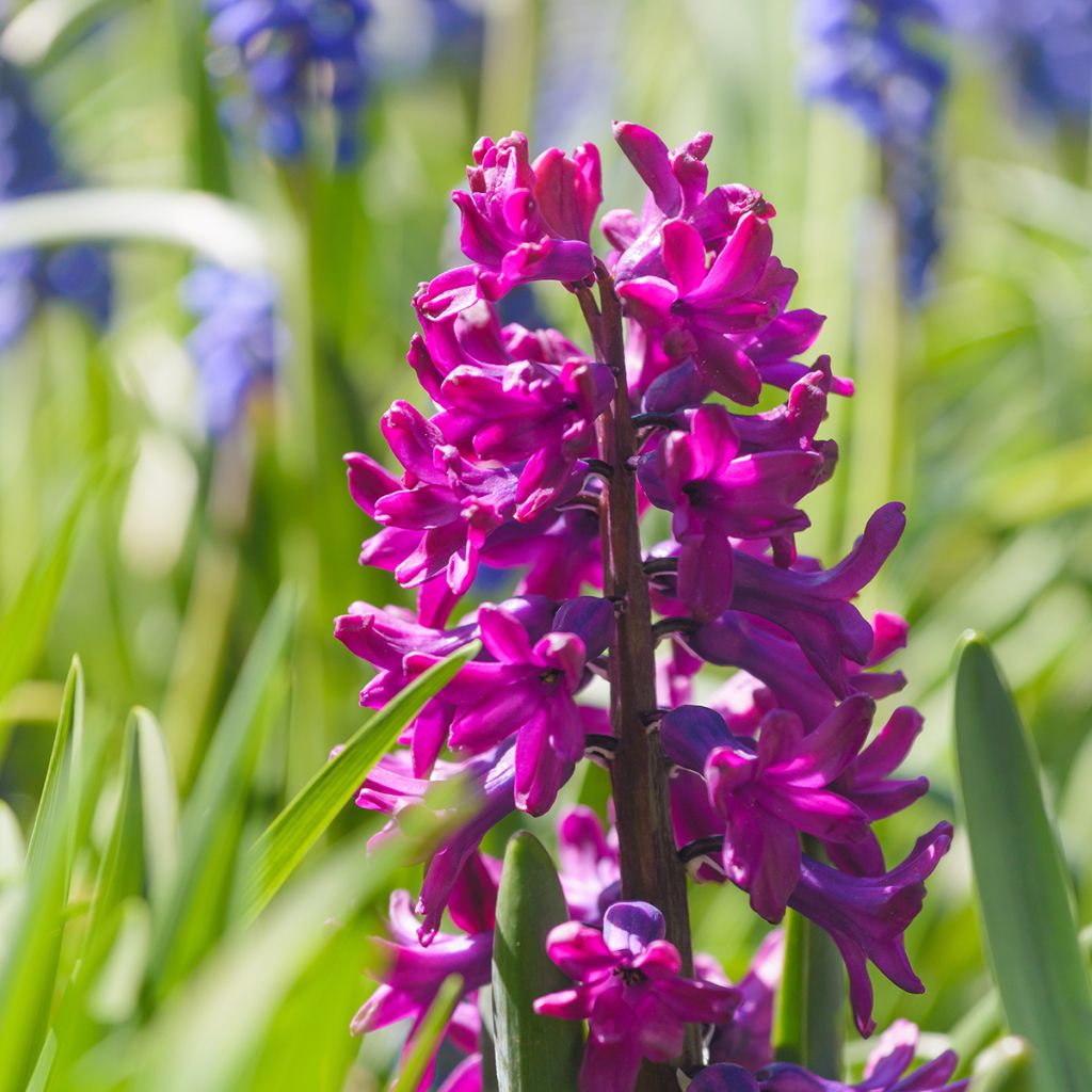 Hyacinthus Woodstock - Garden Hyacinth