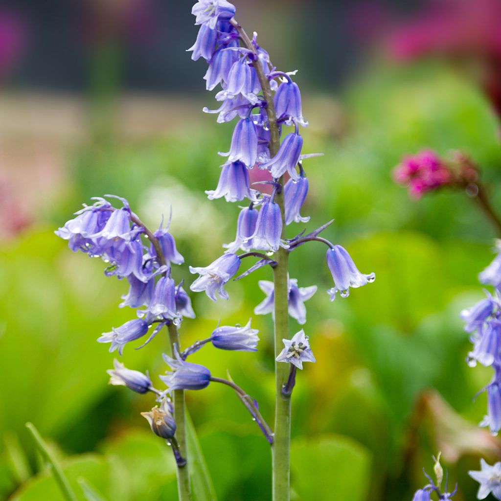 Hyacinthoides hispanica 