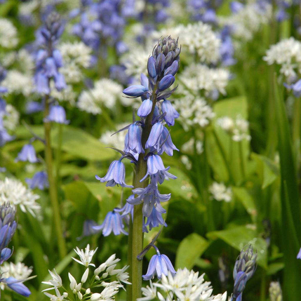 Hyacinthoides hispanica 