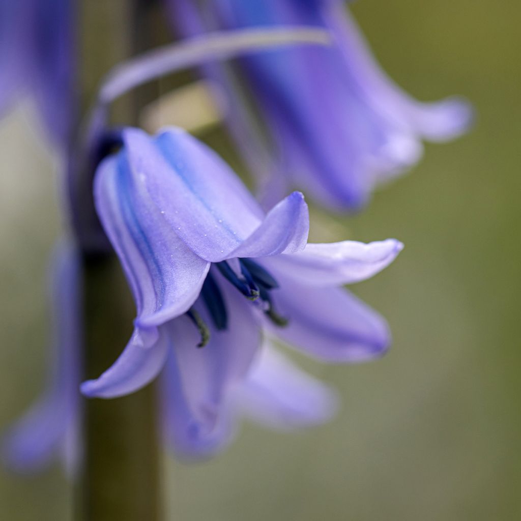 Hyacinthoides hispanica 