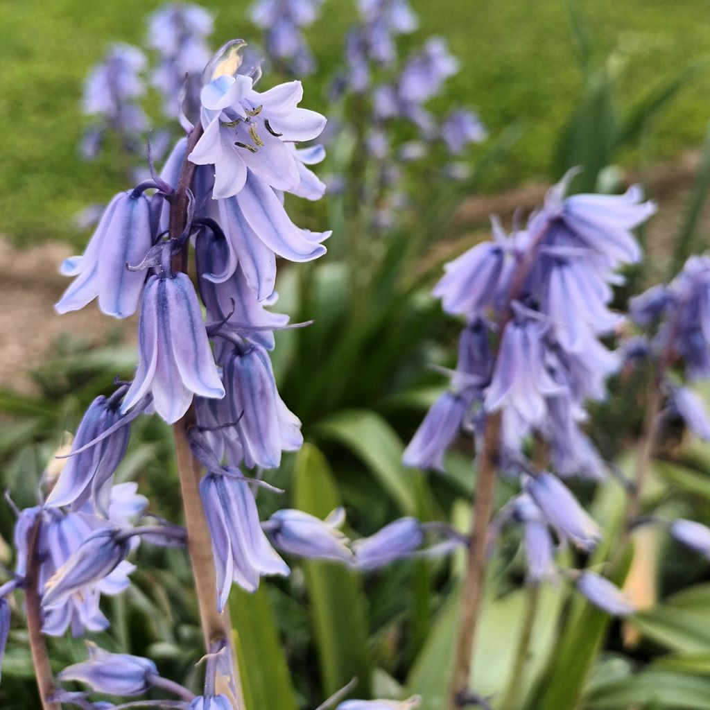 Hyacinthoides hispanica 