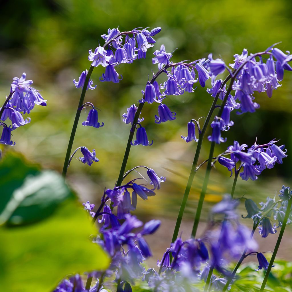 Hyacinthoides hispanica 