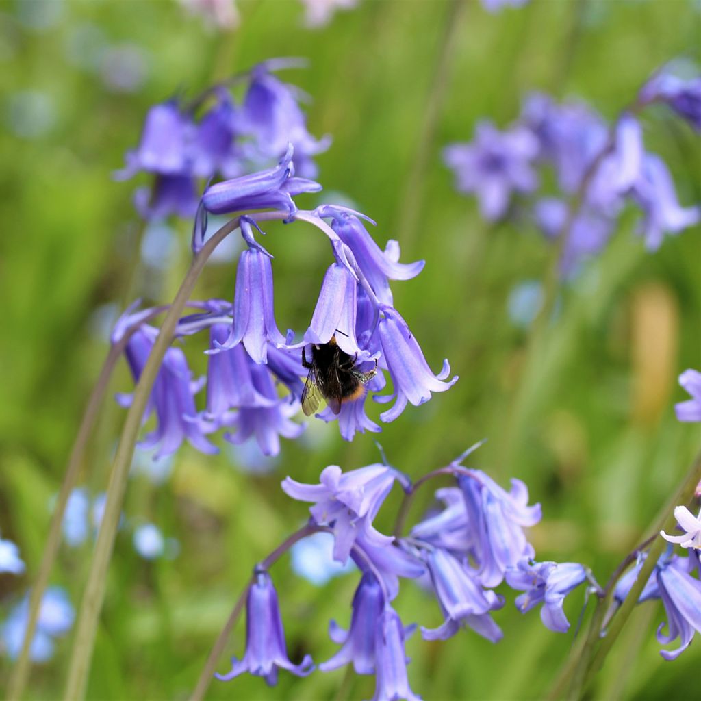 Hyacinthoides hispanica 