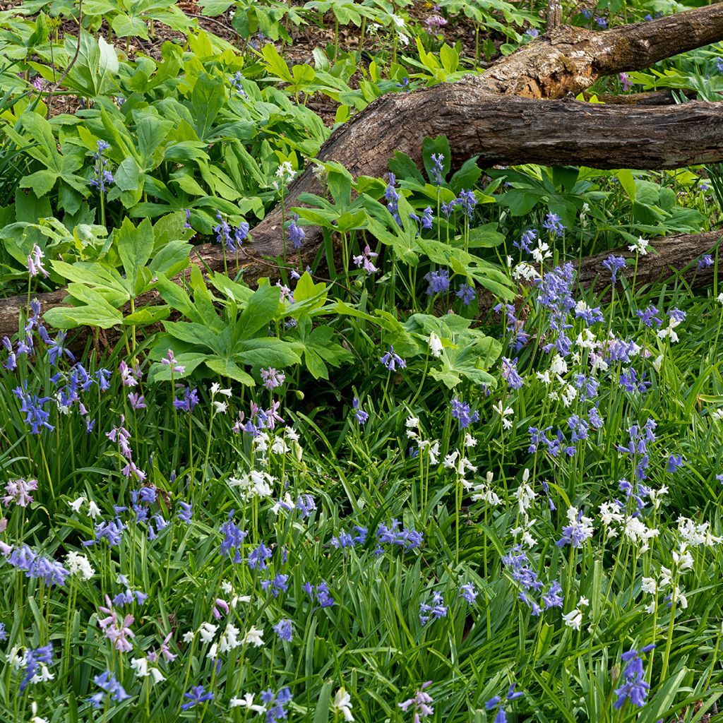 Hyacinthoides hispanica 