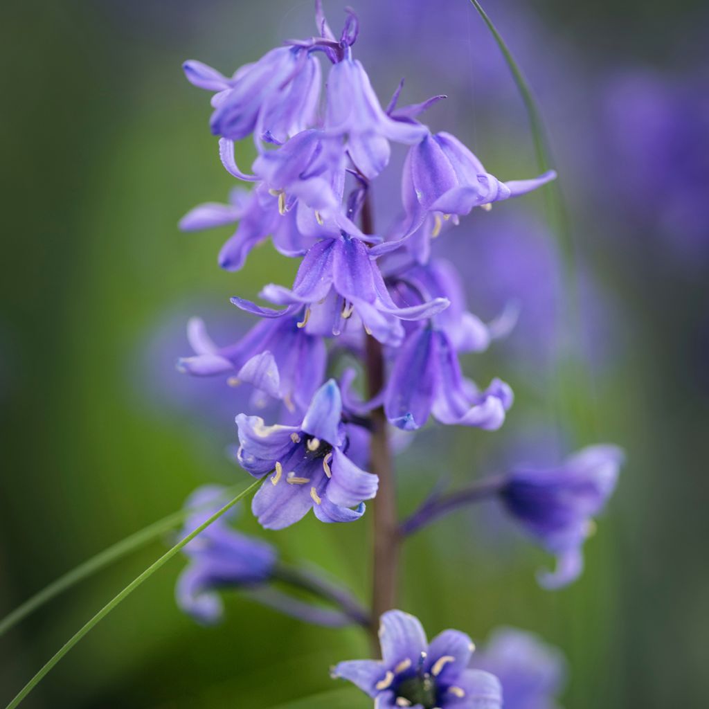 Hyacinthoides hispanica 