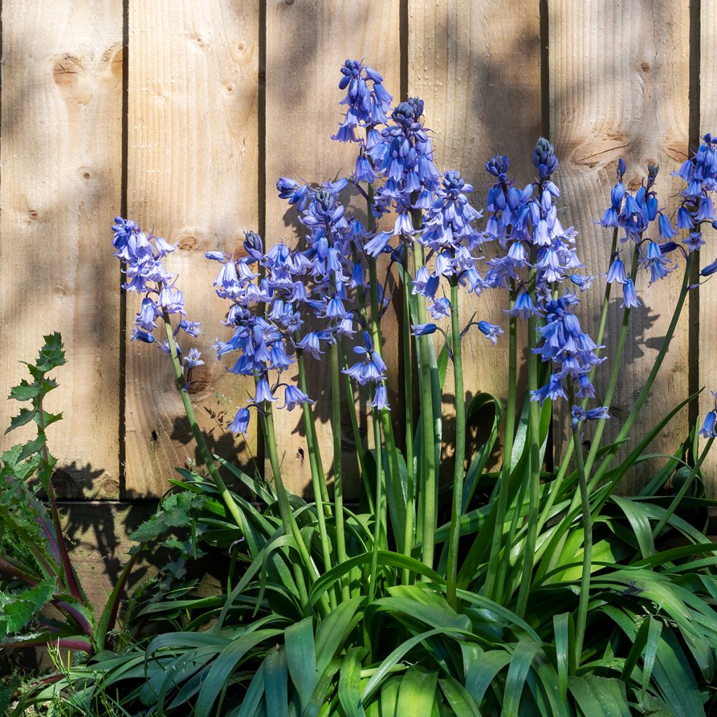 Hyacinthoides hispanica 