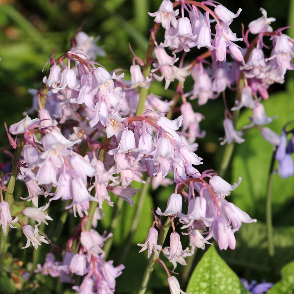 Hyacinthoides hispanica Rose Queen