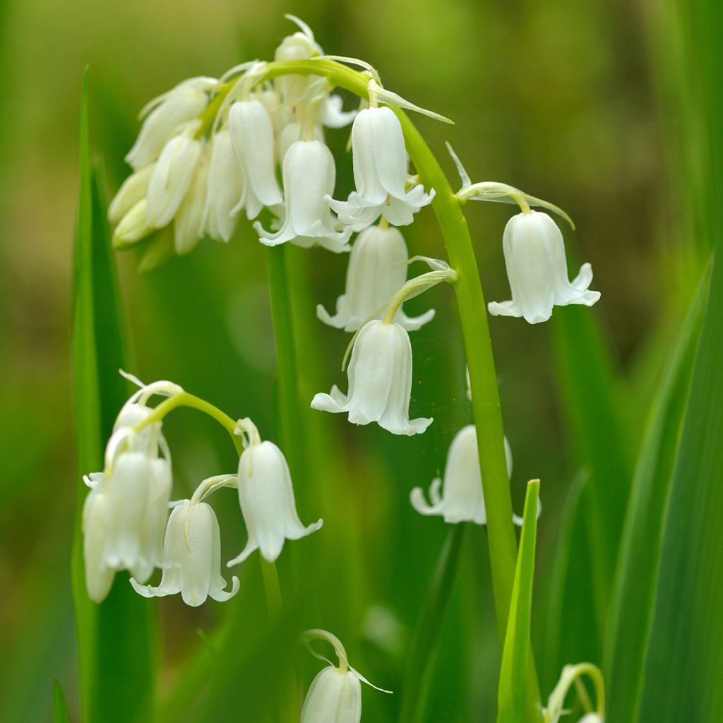 Hyacinthoides hispanica Alba