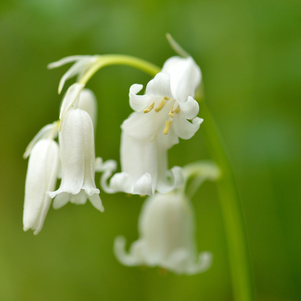 Hyacinthoides hispanica Alba