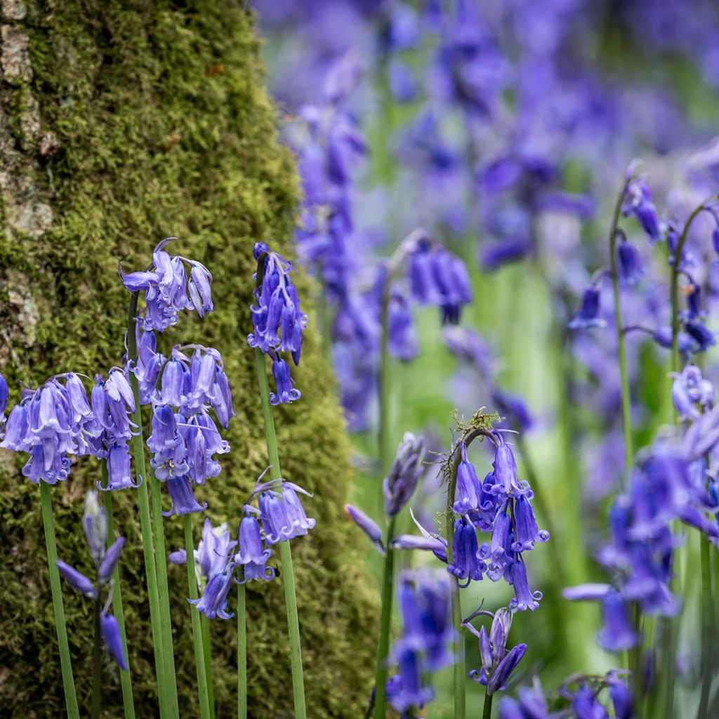 Hyacinthoides non-scripta 