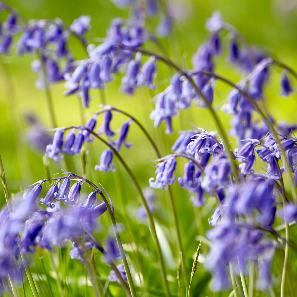 Hyacinthoides non-scripta 