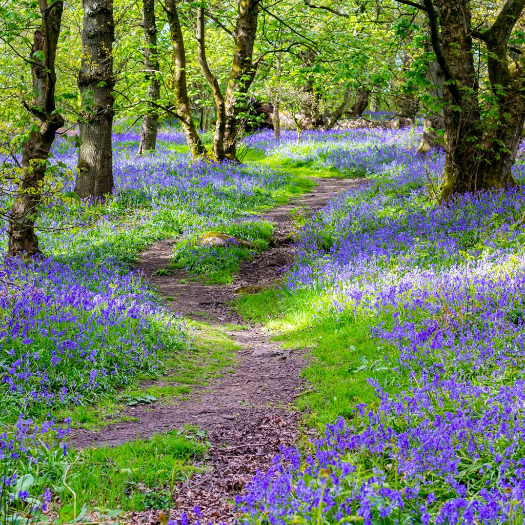 Hyacinthoides non-scripta 