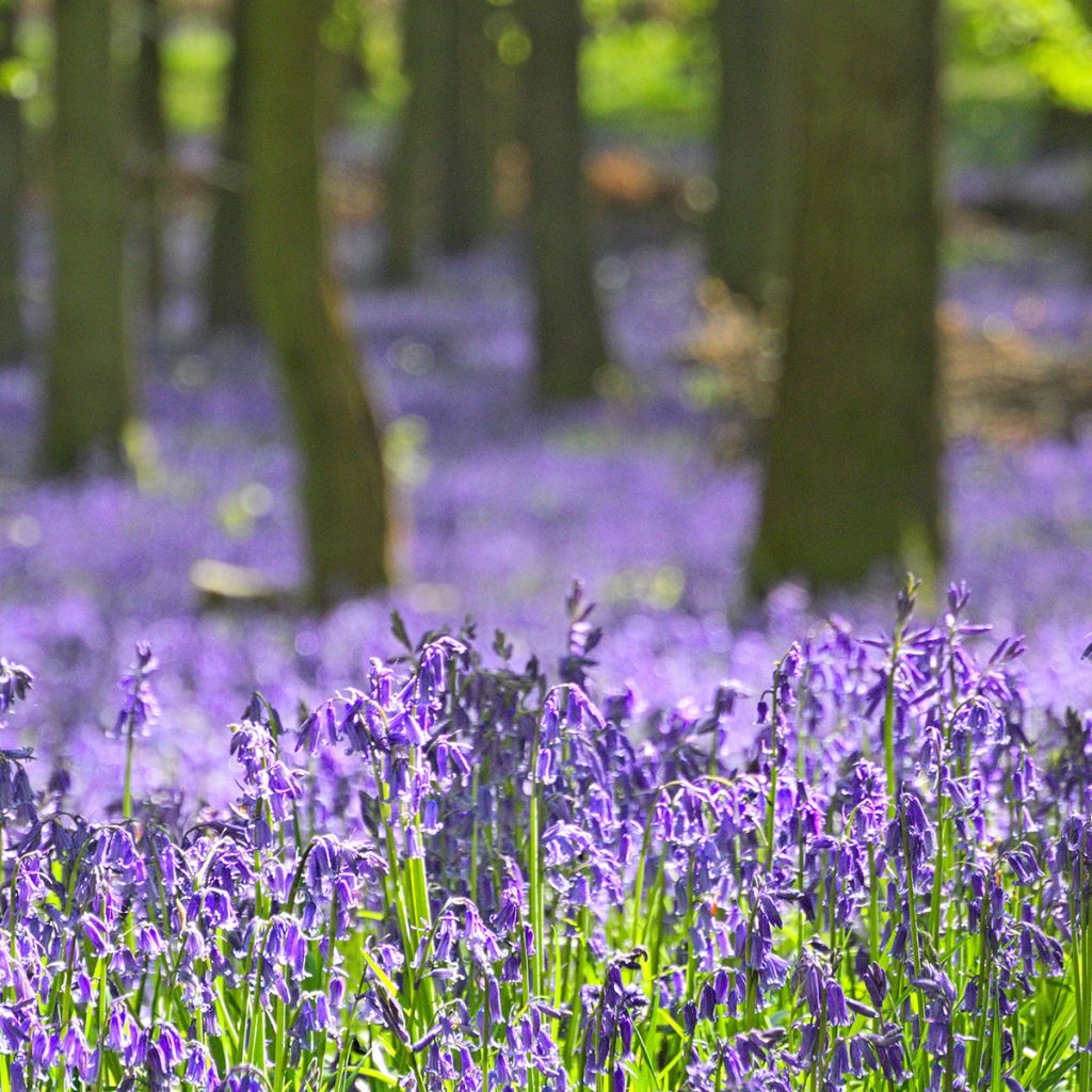 Hyacinthoides non-scripta 