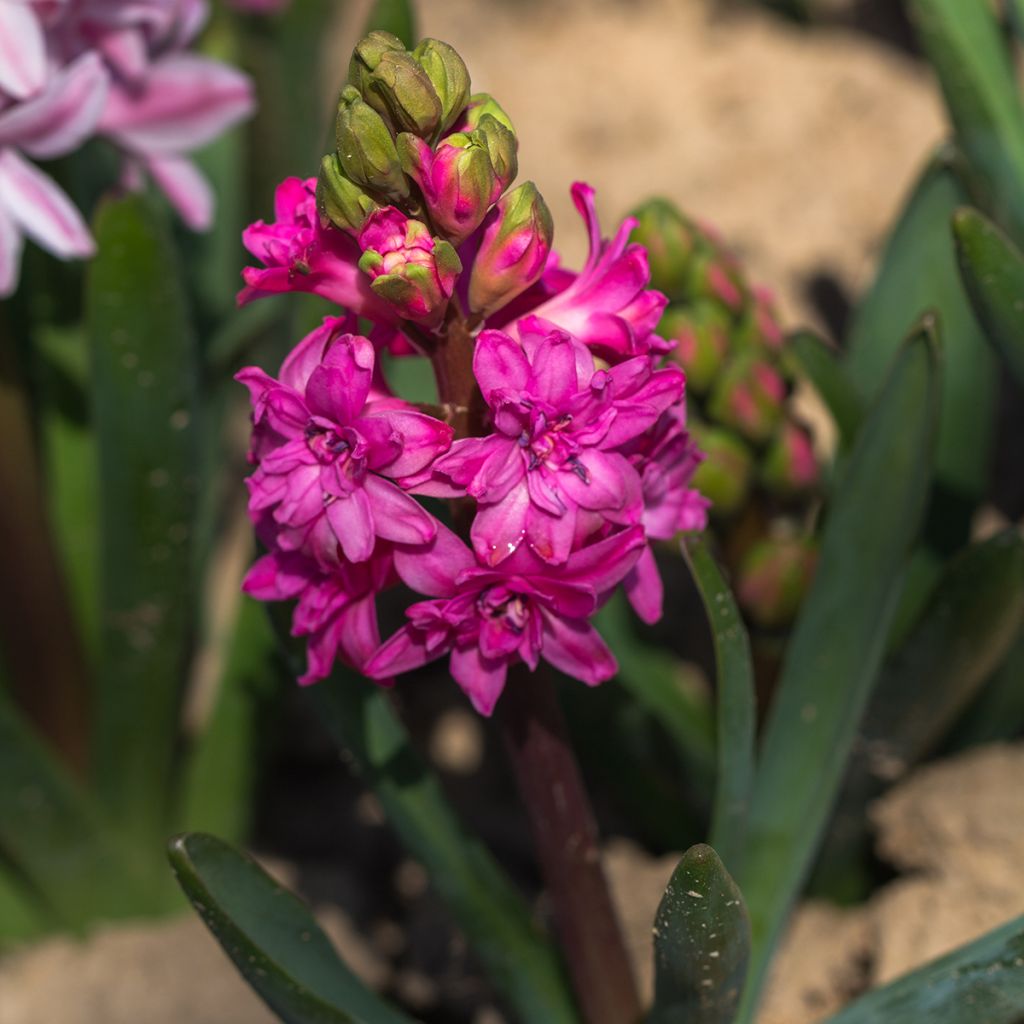 Jacinthe double Red Diamond