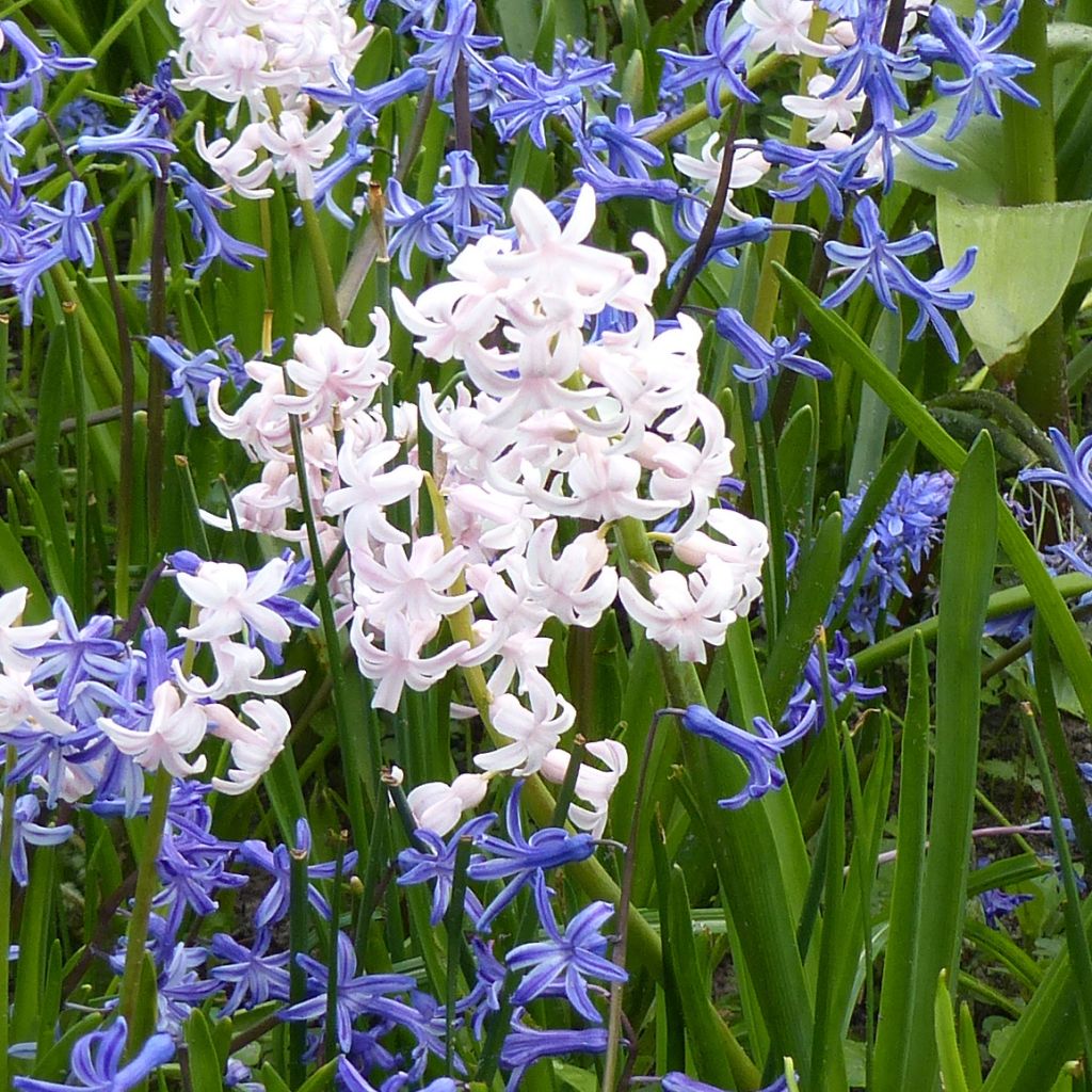 Jacinthe multiflore blanche