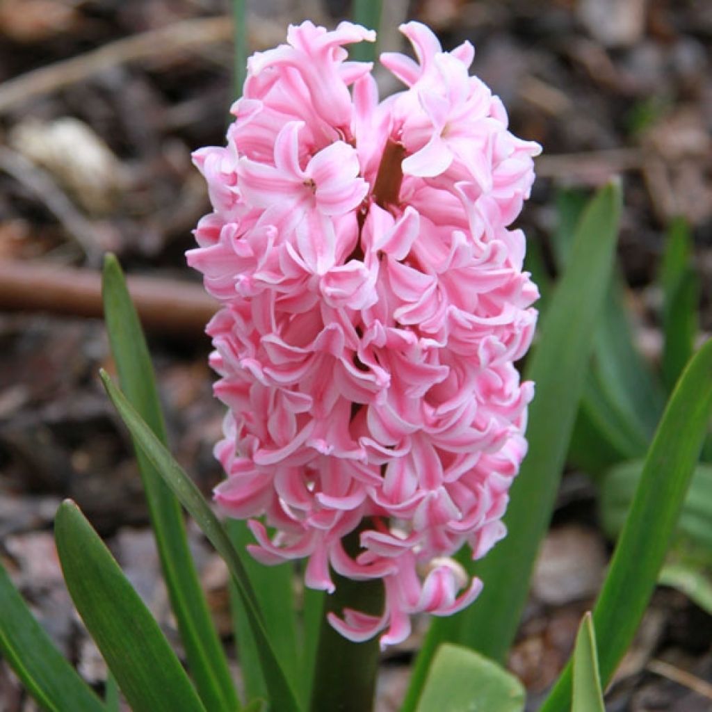 Hyacinthus x orientalis Fondant