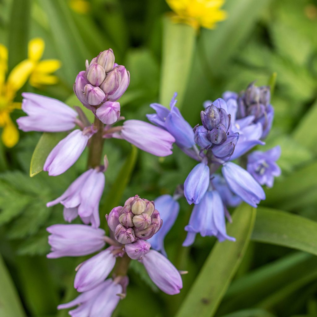 Hyacinthoides hispanica Mix