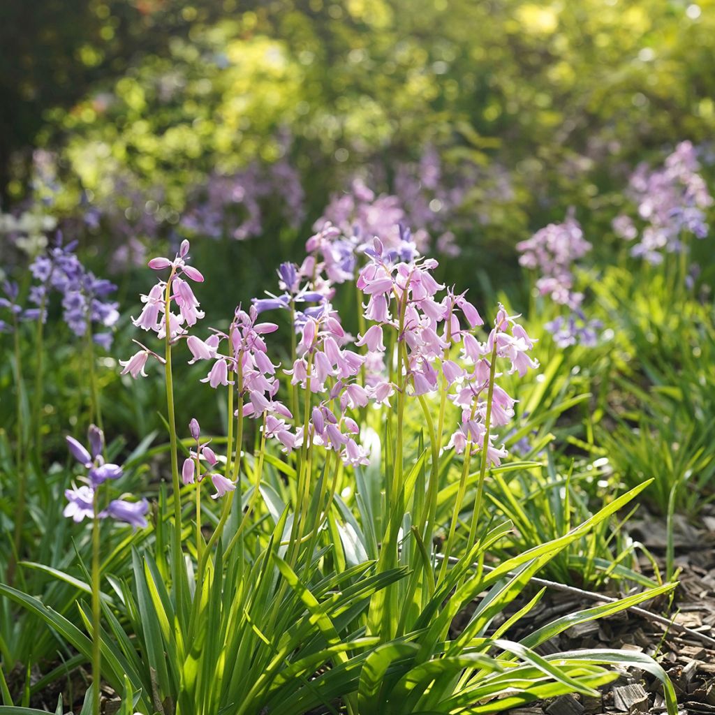 Hyacinthoides hispanica Mix