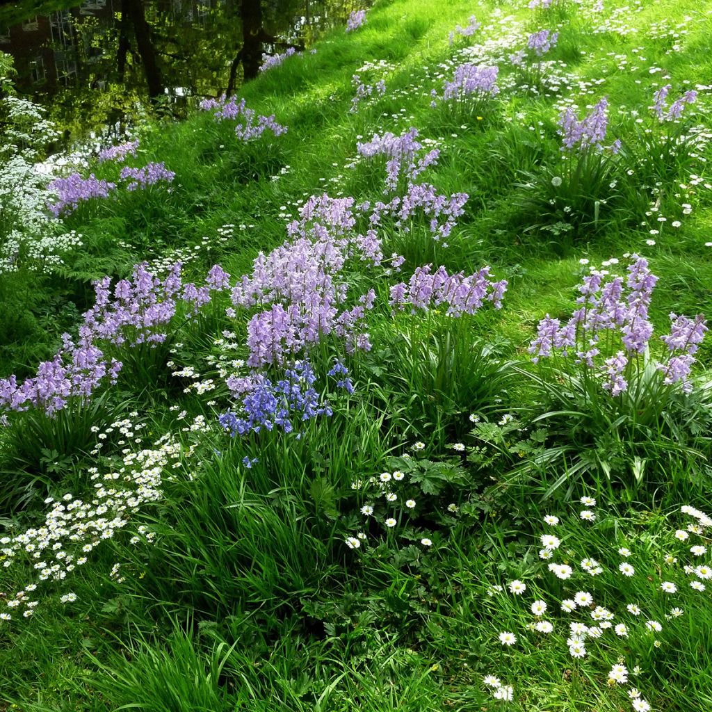 Hyacinthoides hispanica Mix