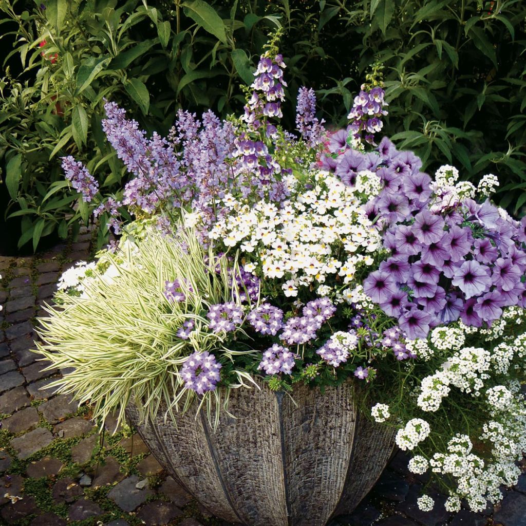 Blue Planter Collection - 7 varieties of annuals