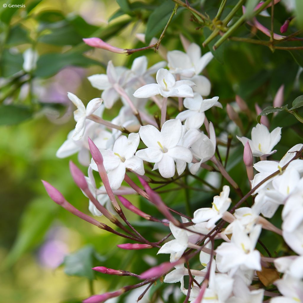 Jasminum Starry Night