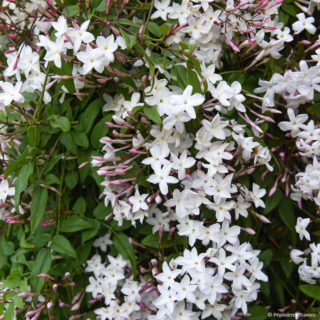 Jasminum Starry Night