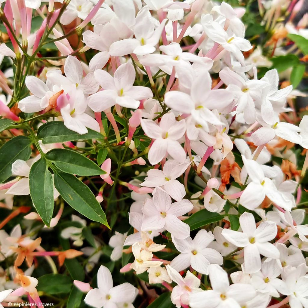 Jasminum Starry Night