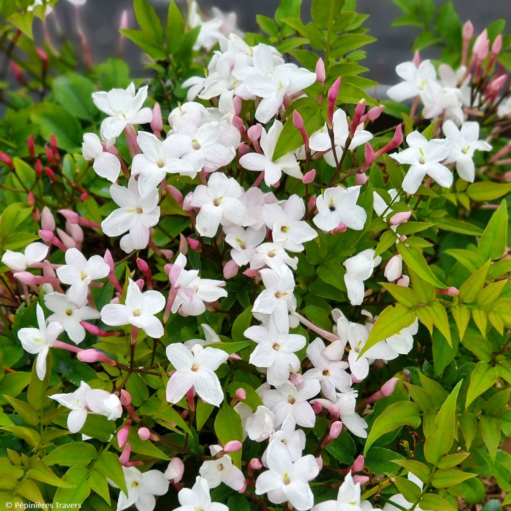 Jasminum Starry Night