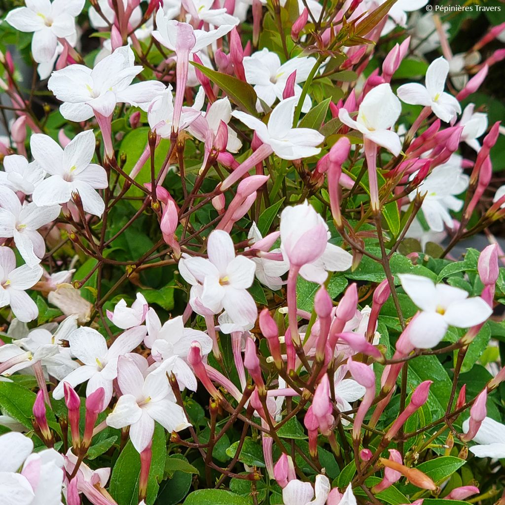 Jasminum Starry Night