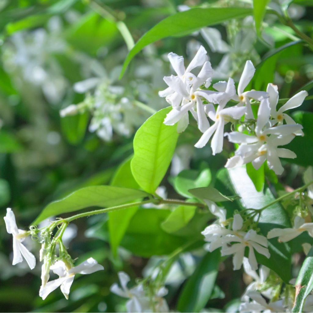 Trachelospermum jasminoides - Star Jasmine