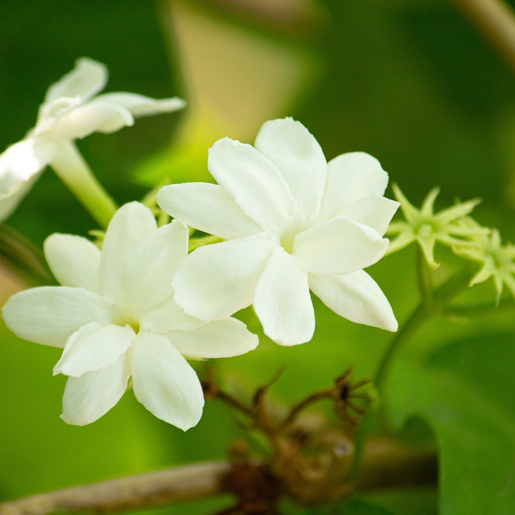 Jasmin d'Arabie - Jasminum sambac