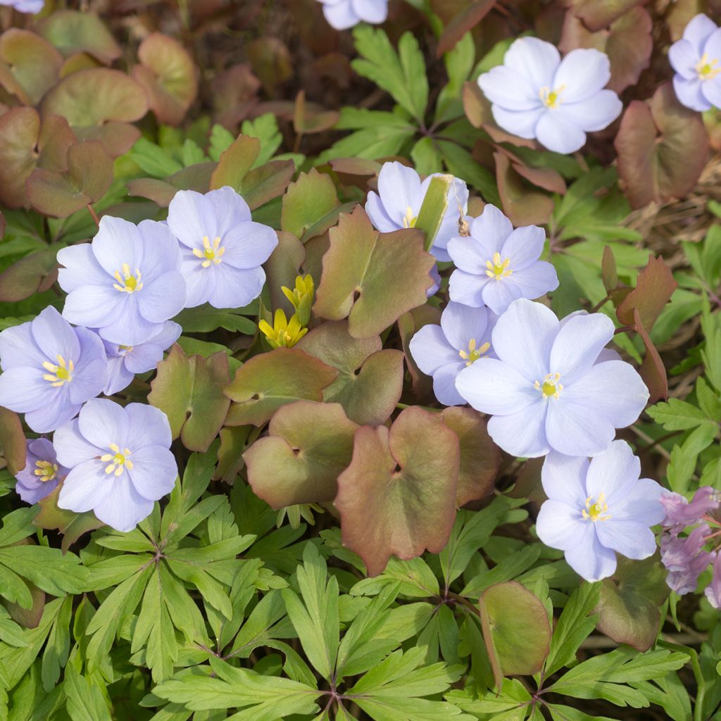 Jeffersonia dubia